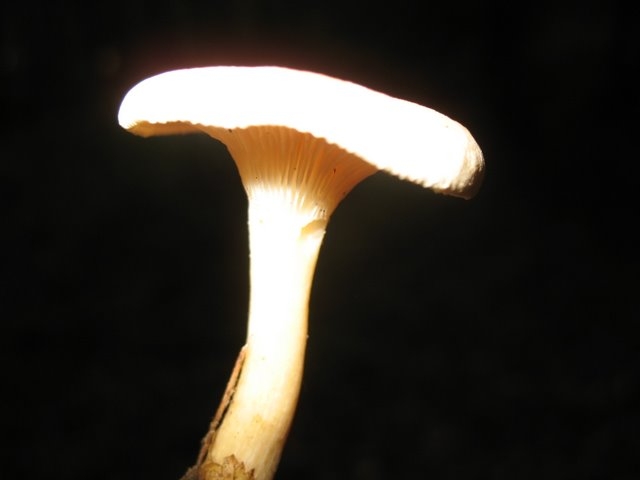 Clitocybe gibba